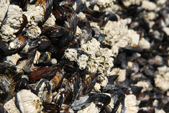 Barnacles and Mussles
