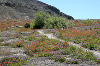 Flowers on the Tuman Trail