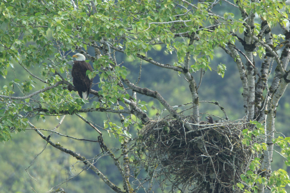 Bald Eagle with Chick