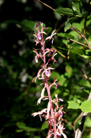 Western Coral Root
