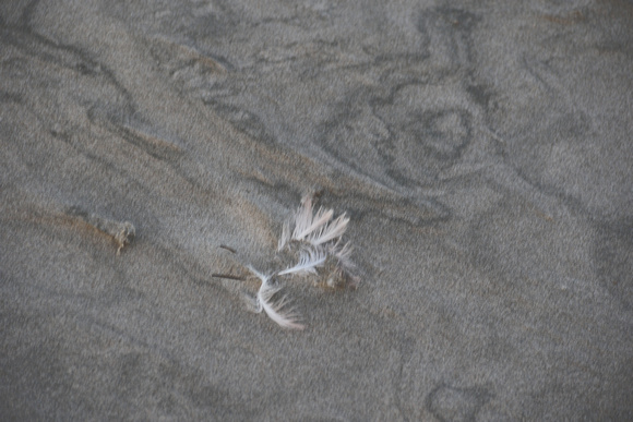 Feathers and patterns in the Sand