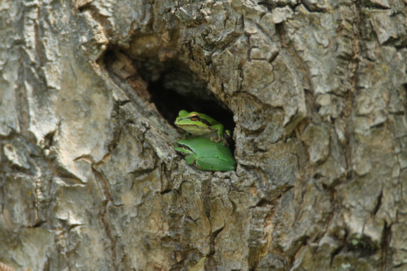 Chorus (tree) Frogs