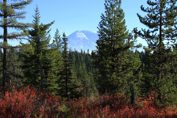 Mt Adams from Sawtooth Berry Filed