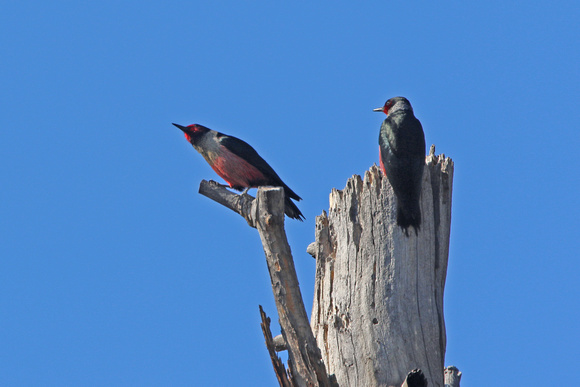 Lewis's Woodpeckers