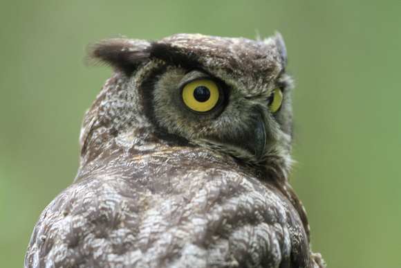 Great Hoerned Owl