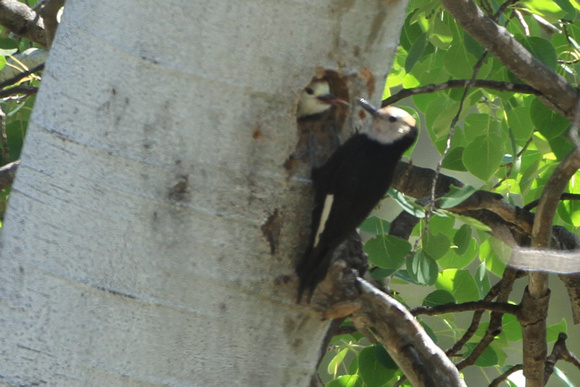 White-Headed Woodpecker with chick