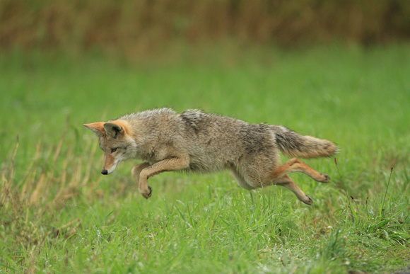 Coyote Pouncing