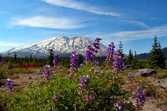 Mount St Helens from Lahar