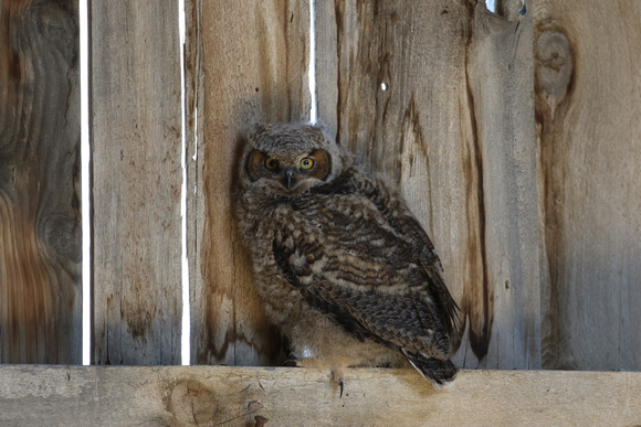 Juvenile Great Horned Owl