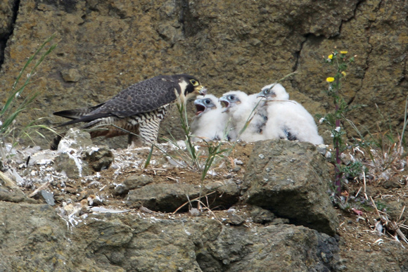 Peregrin Falcon Feeding Chicks