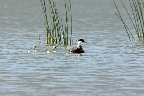 Western Grebe with babies