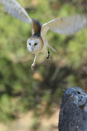 Barn Owl Flying 3
