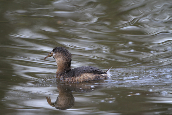 Pied-billed Grebe with Fish