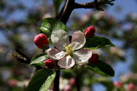 Apple Blossoms