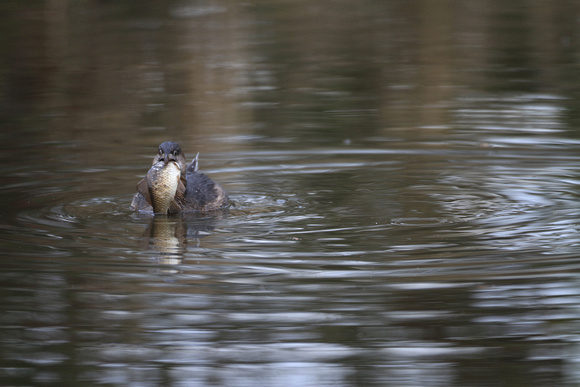 Pied-billed Grebe with Fish