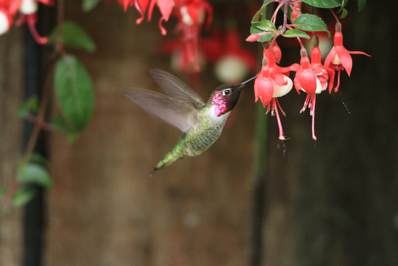 Anna's Hummingbird feeding on a Fucia