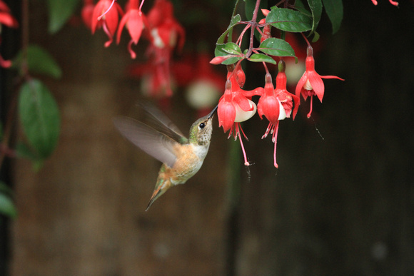 Rufus Hummingbird (female) feeding on a Fucia