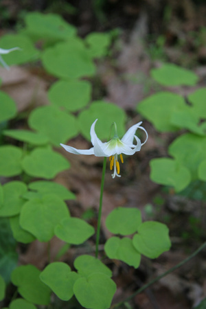 Fawn Lilly