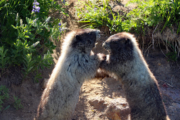 Hoary Marmots