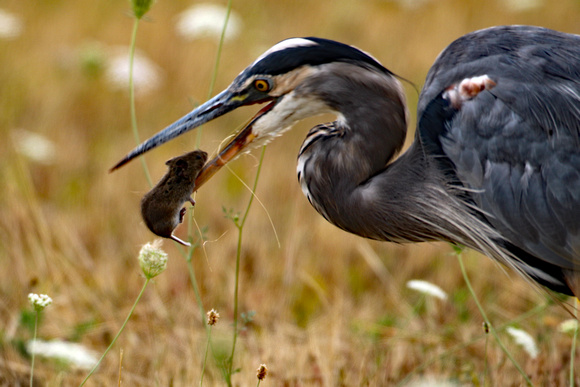 Great Blue Heron With Mouse