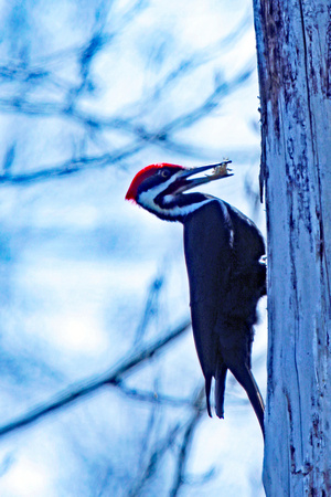 Pileateted Woodpecker