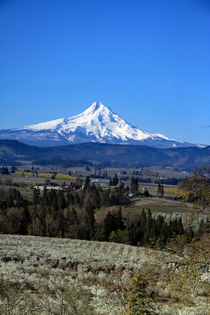 Mt Hood above the Hood River Valley