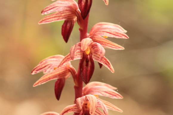 Striped Coral Root