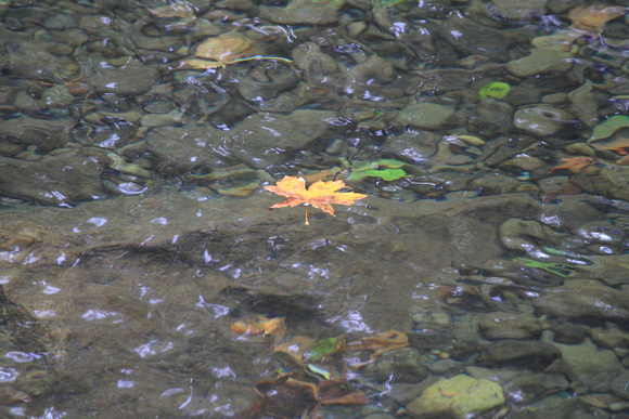 Fall Leaf on the Water