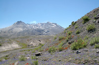 Mount St Helens from the Truman Trail