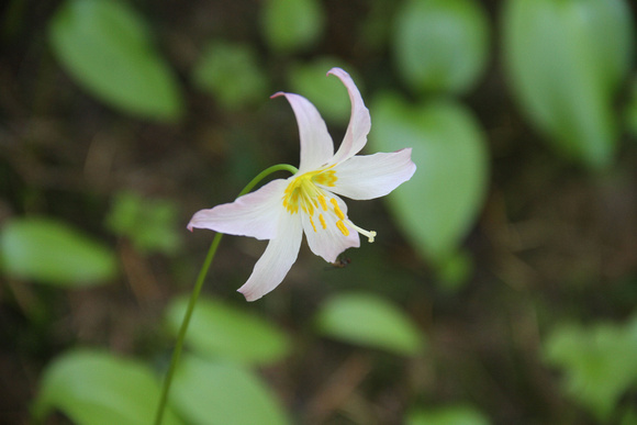 Fawn Lilly at Takh Lakh Lake