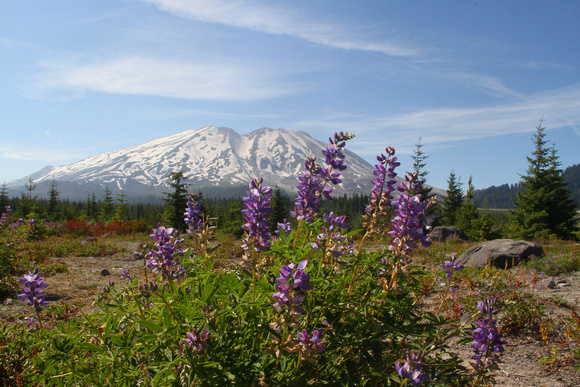 Mount St Helens from Lahar
