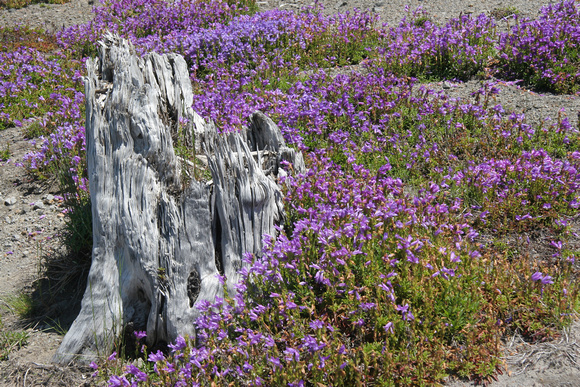 Penstemon and Stump on the Boundary Trail