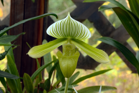 Green Orchid 4