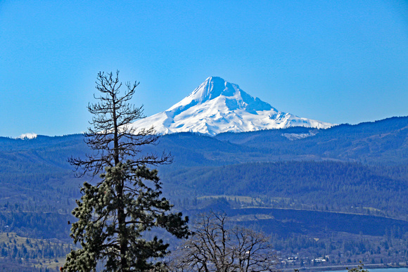 Mt Hood from Catherine Cr