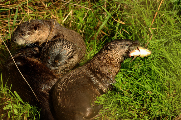 River otter Hunting Party Too