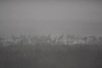 Foggy Cranes