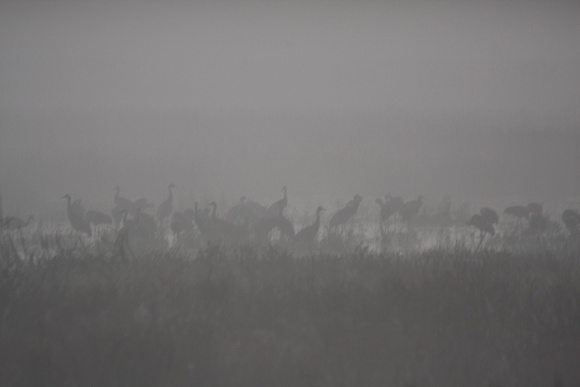 Foggy Cranes