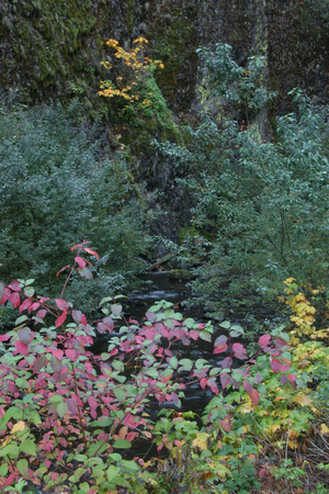 Fall Color near Multnoma Falls