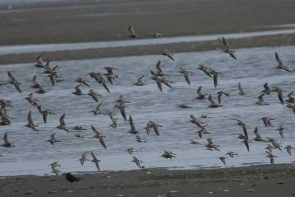 Shore birds in flight