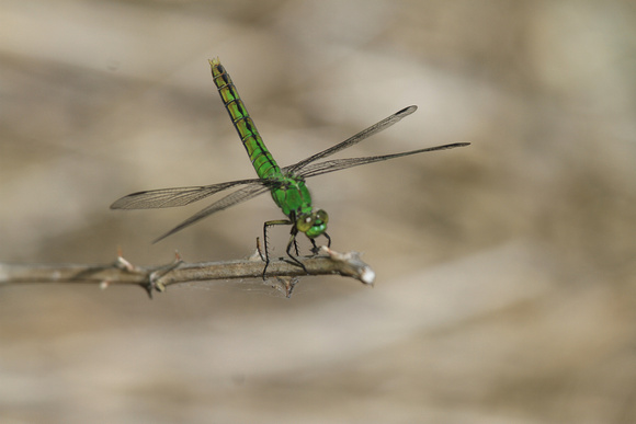 Green Colored Dragon Fly