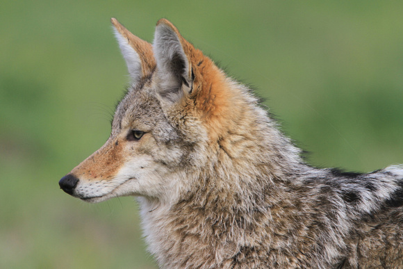 Coyote Closeup