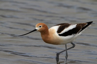 Ameraicn Avocet