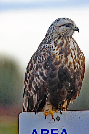 Rougg-legged Hawk