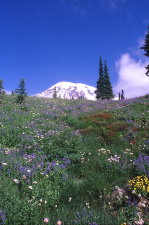 Mt Rainier from Paradise area