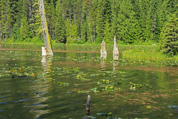 Stumps Trillium Lake, OR