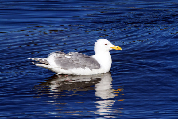Glaucus Winged Gull