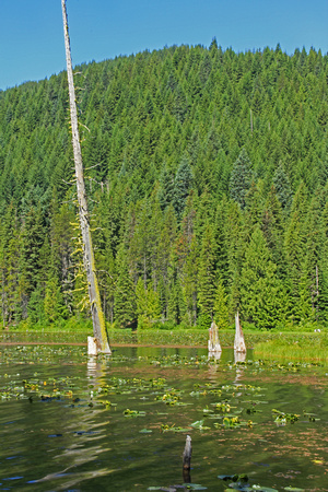 Stumps Trillium Lake, OR